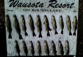 Walleyes caught while fishing at Wausota Resort on Round Lake