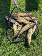 Everyone Catches Fish at Wausota Resort